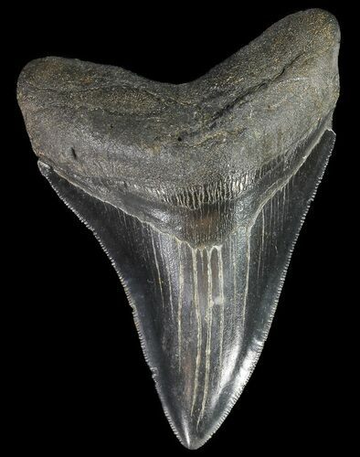 Serrated, Megalodon Tooth - Georgia #70040